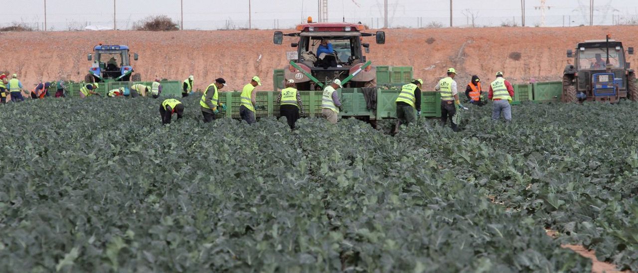 Trabajadores de la agricultura en el Campo de Cartagena.
