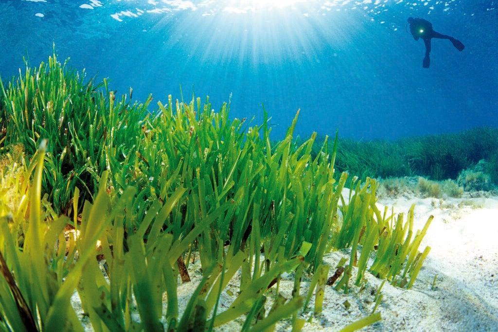 Posidonia en los fondos marinos de Ibiza.