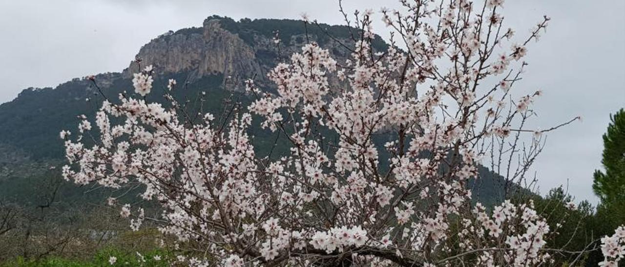 La montaña del Castell d’Alaró está a la venta. | DM