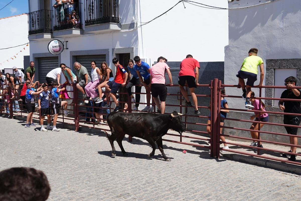 Las vaquillas vuelven tomar la calle en la feria de Añora Las vaquillas vuelven tomar la calle en la feria de Añora