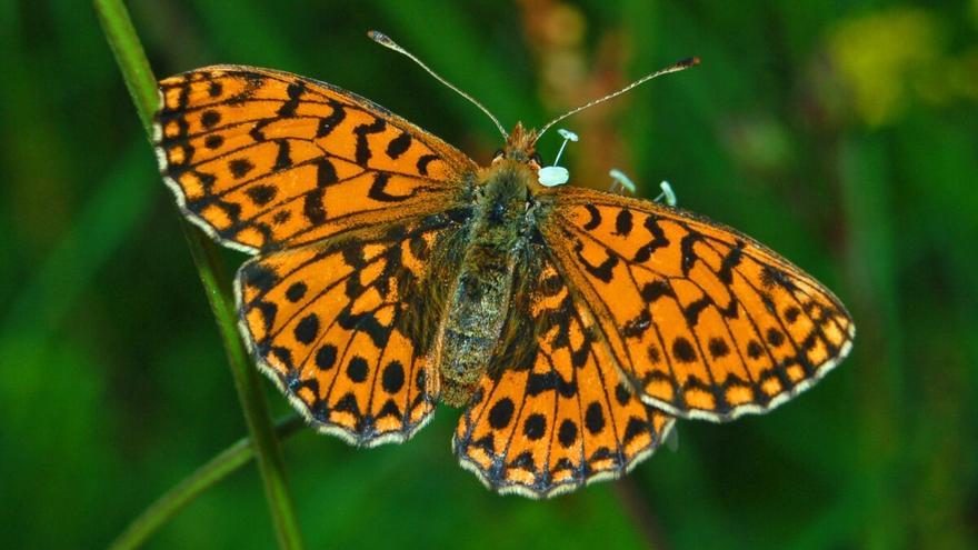 Las mariposas de zonas montañosas, más protegidas frente al cambio climático