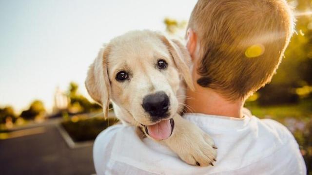 Campanya per xipar de forma gratuïta els animals de companyia