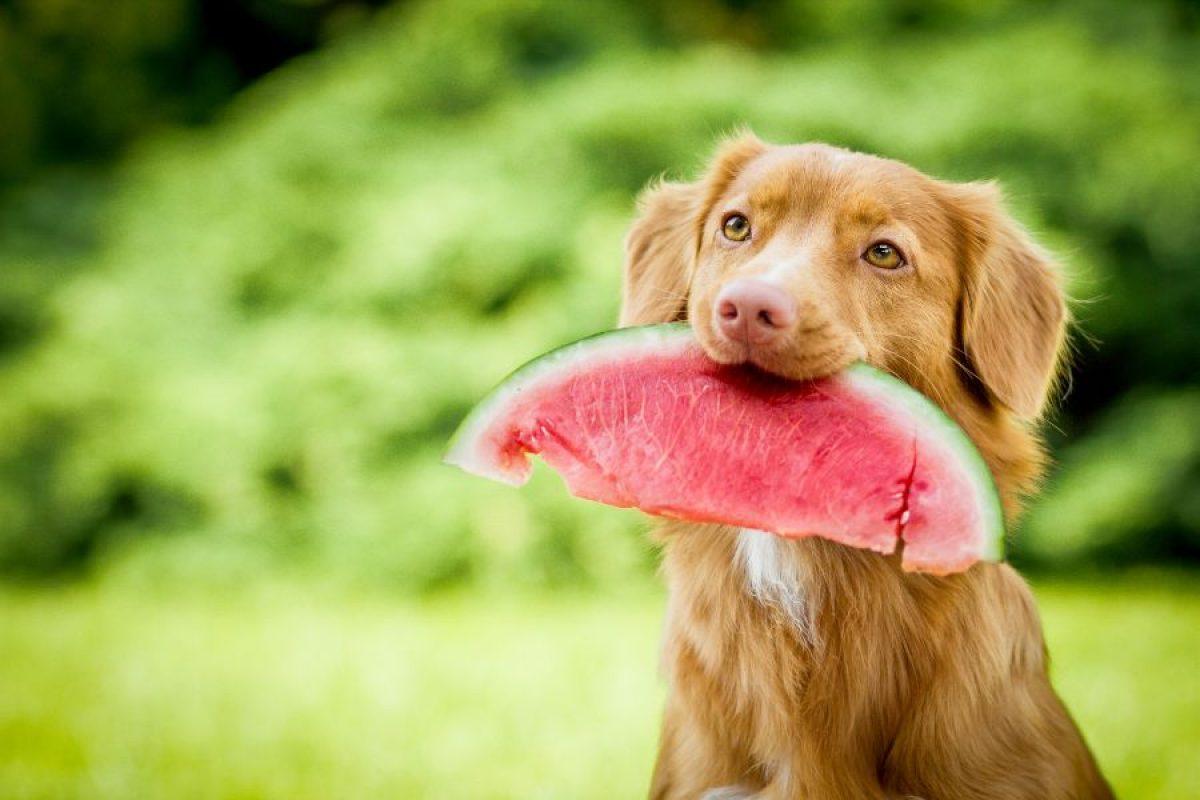 Qué frutas pueden comer los perros: ¿pueden tomar manzana?