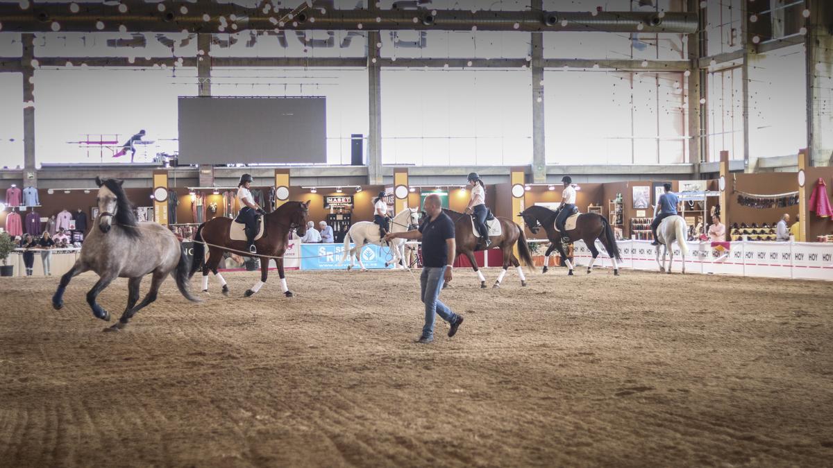 Caballos en la pista interior de Ifeba en la edición de Ecuextre de 2019.