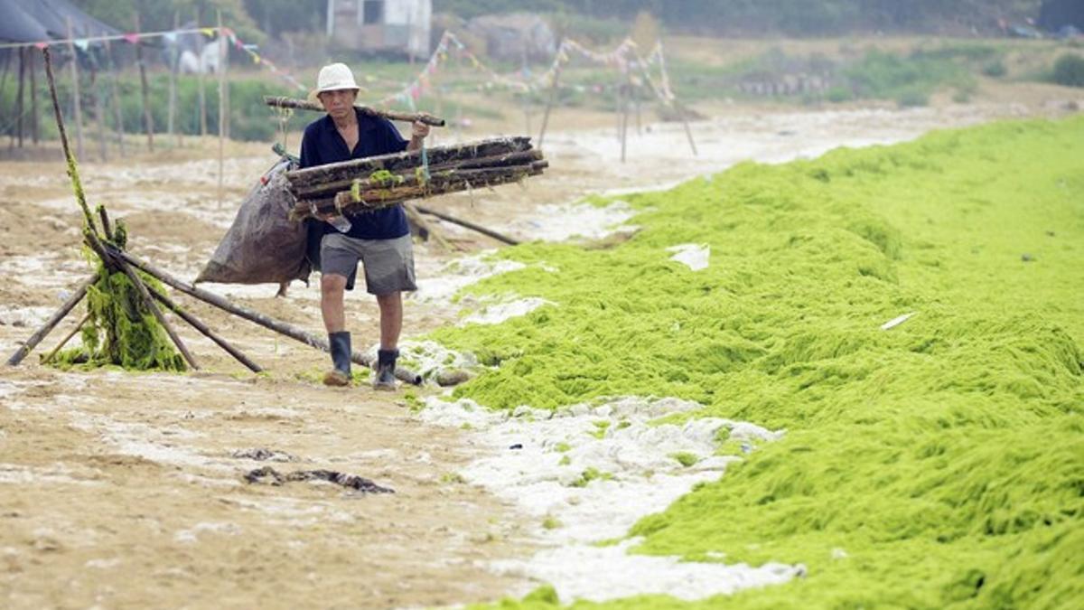 Un recolector de basura pasea por la playa cubierta de algas en Qingdao, en la provincia de Shandong, el 31 de julio de 2014.