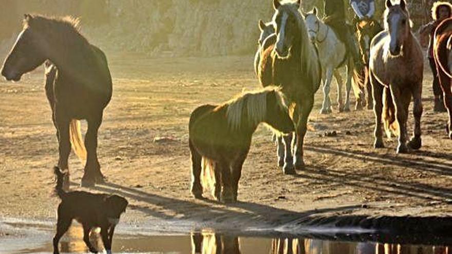 Un ramat de cavalls en transhumància