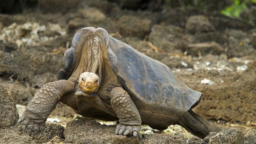 Solitario George: cómo tirar por la borda el secreto de la eterna juventud