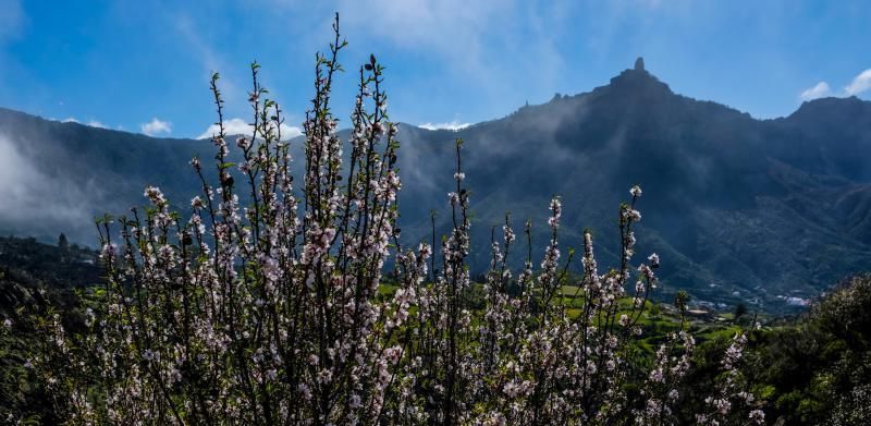 Almendros en flor