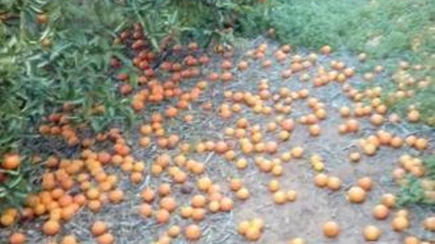 Las fuertes rachas de viento dañan la cosecha de clemenvillas y hernandinas