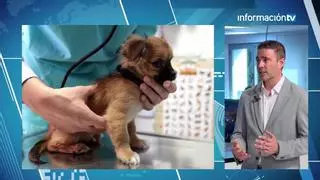 Veterinarios de Alicante en pie de guerra por las restricciones de la regulación del medicamento