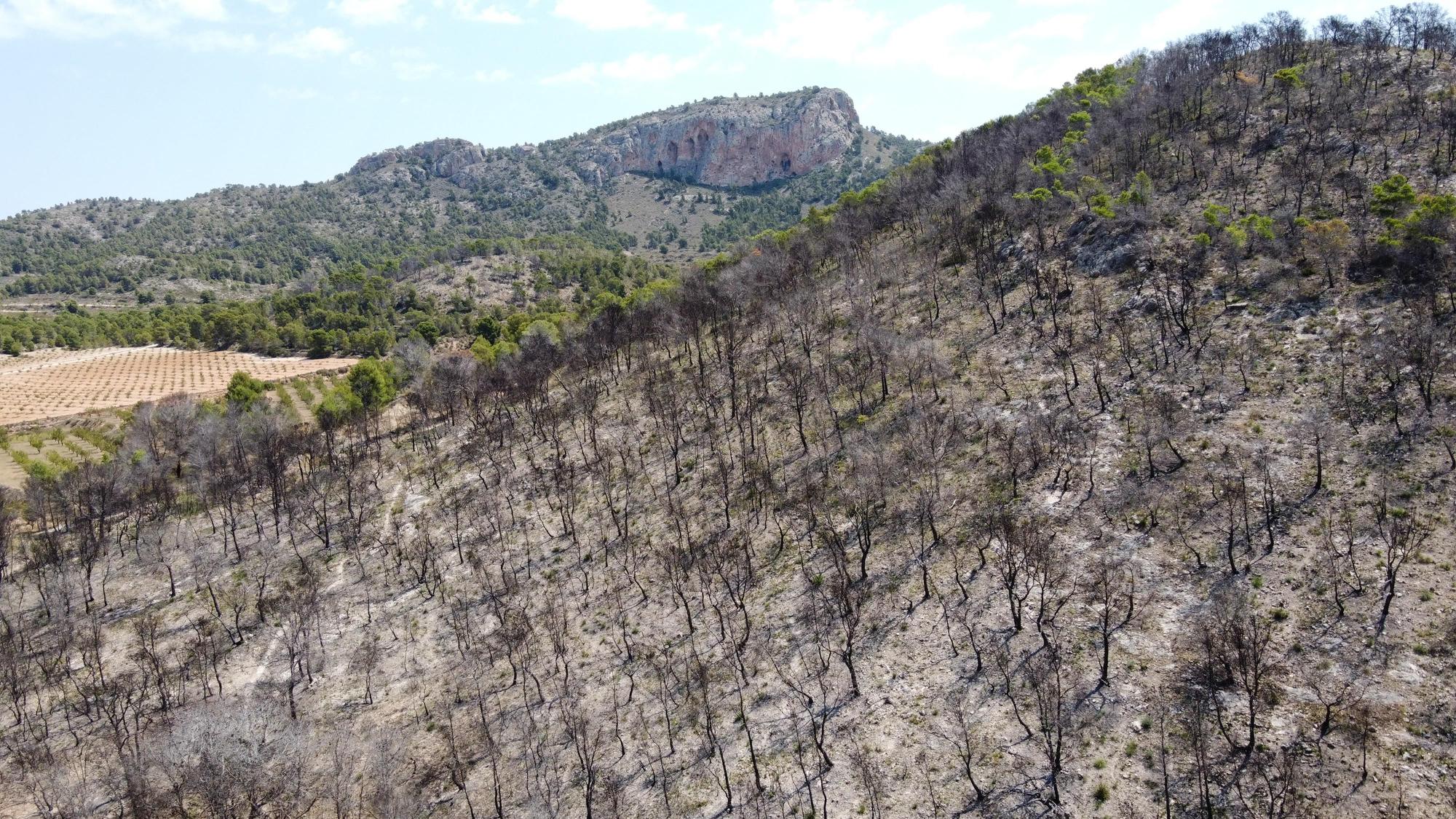 Un año después del incendio forestal en la sierra de la Zafra y Las Pedrizas de Monóvar la zona presenta un aspecto desolador