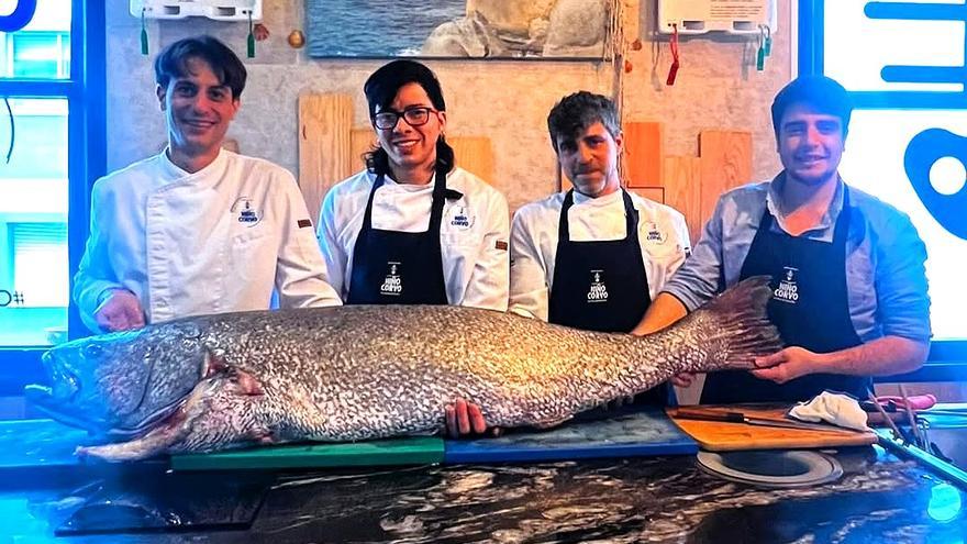 Un corvina salvaje de 40 kilos capturada en aguas portuguesas llega a este restaurante vigués