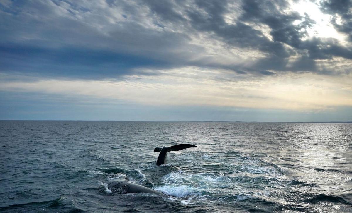 Hoy entra en vigor el Tratado de Alta Mar