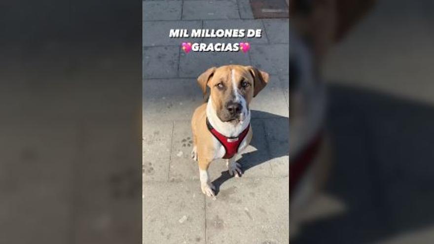 Llamamiento desgarrador de una joven de Tenerife que busca desesperada a su perro tras darlo en adopción su expareja