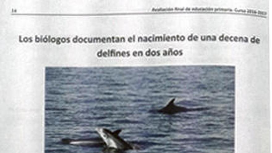 Un artículo de FARO sobre delfines cae en Lengua