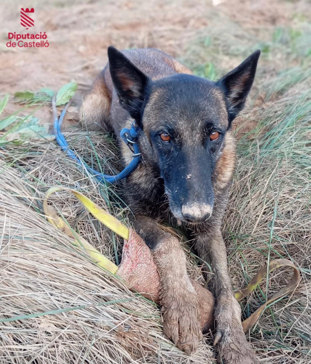 Nilo, el perro que encontró el cadáver de Felipe García.