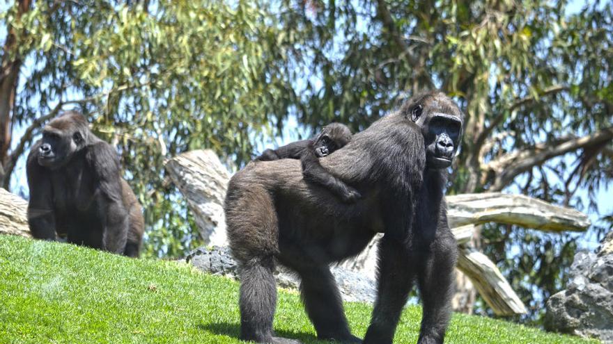 Muere Mbeli, la bebé gorila nacida en Bioparc hace meses
