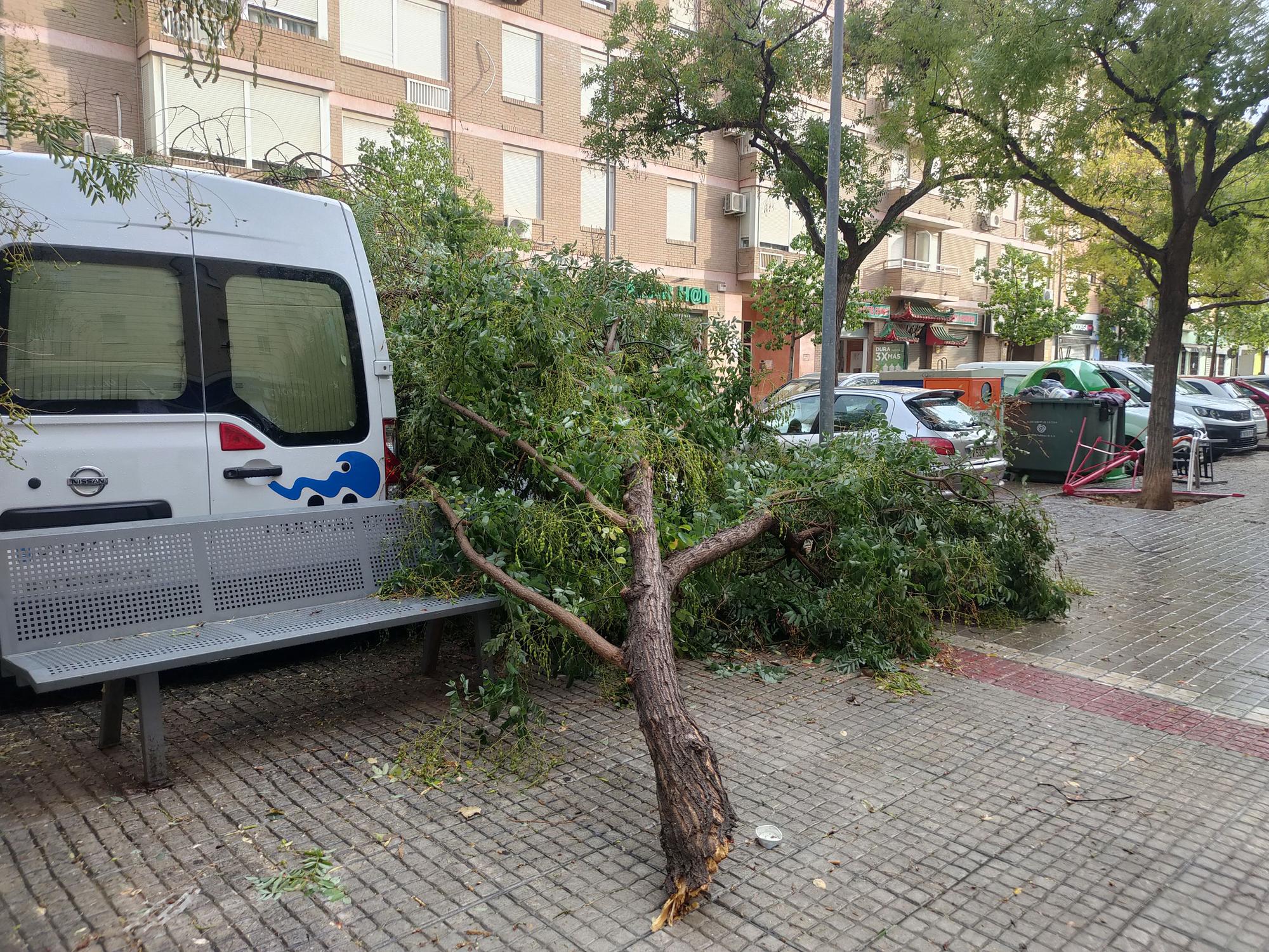 Ramas caídas y árboles arrancados en Xàtiva tras la tormenta del fin de semana