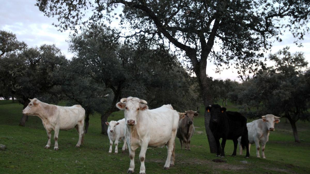 Vacas en una explotación, en una imagen de archivo.