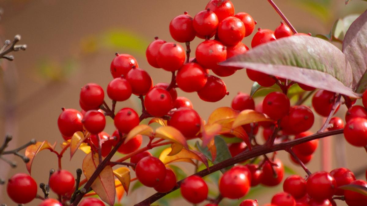 Nandina o bambú sagrado