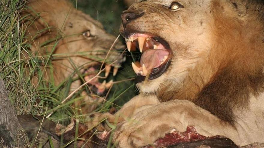 Devorados por una manada de leones varios cazadores de rinocerontes -  Diario Córdoba