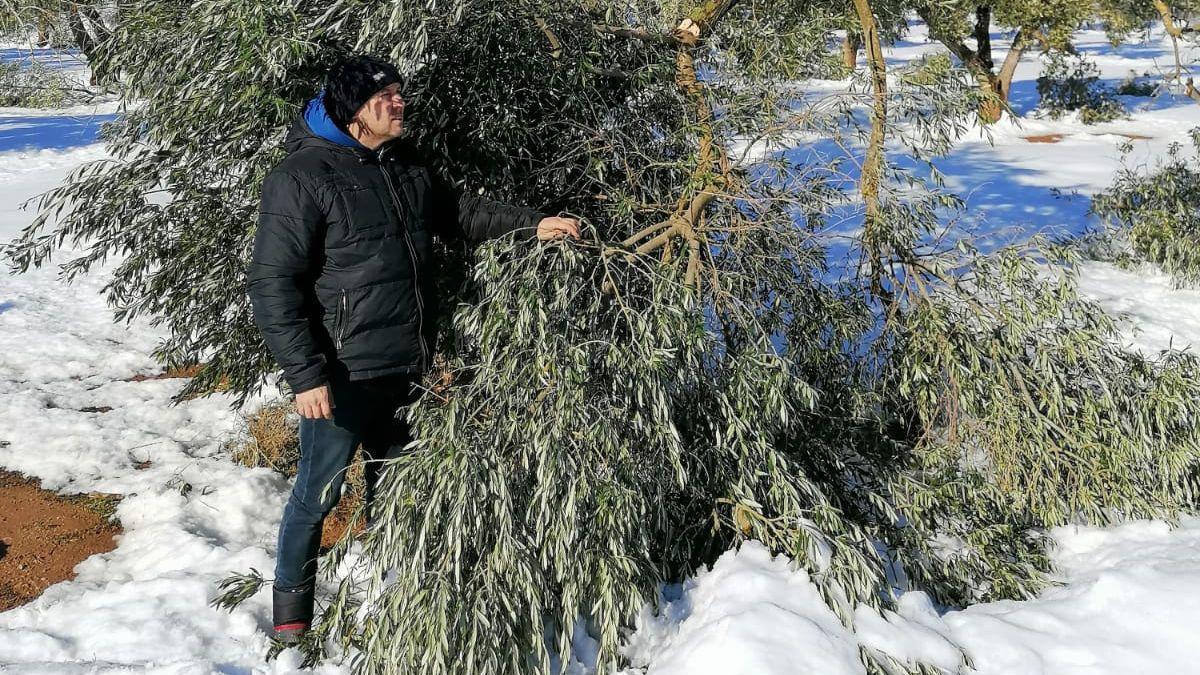 ‘Filomena’ provoca destrozos en los olivos centenarios de Belchite