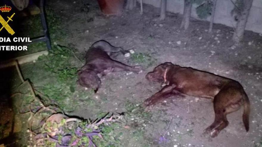 Los dos perros muertos en Crevillent