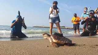 Localizan en el Mediterráneo a las tortugas bobas incubadas en Bioparc Fuengirola y soltadas en las playas de Málaga