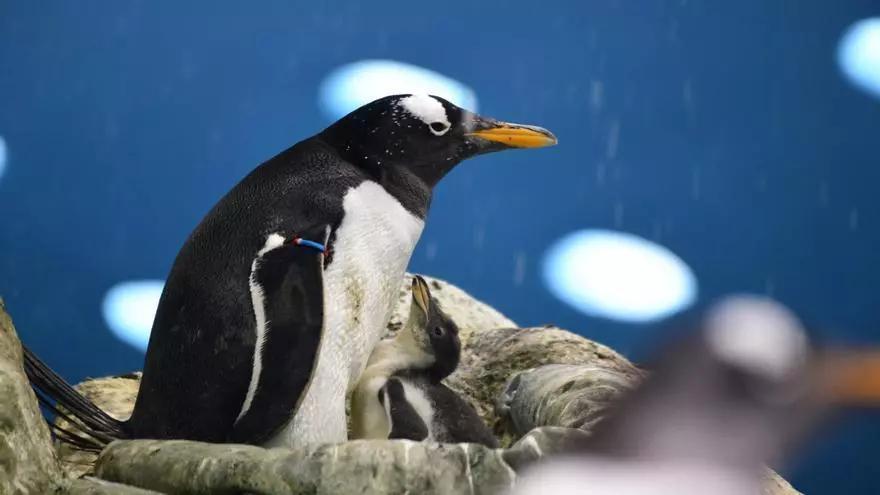 Europe's Oldest Gentoo Penguin Dies at Loro Parque Aged 39