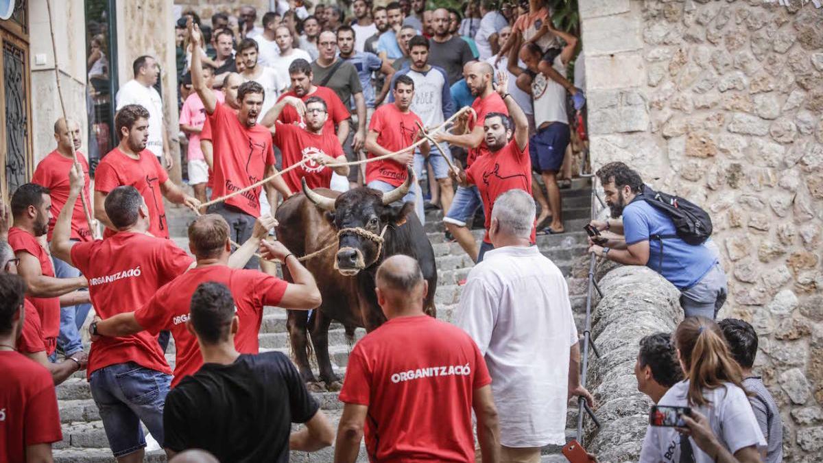 El coronavirus acaba con el &#039;correbou&#039; de Fornalutx