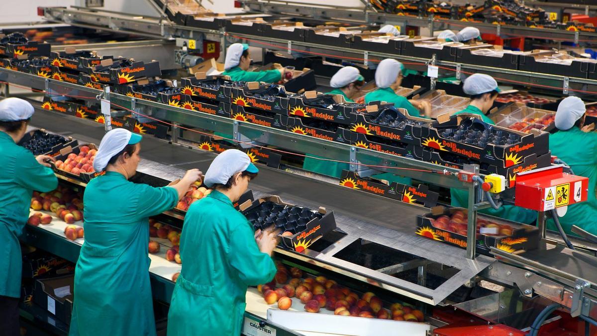 Un grupo de mujeres coloca la fruta en cajas para su distribución en una central hortofrutícola.