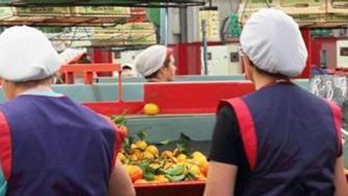 Trabajadoras de la empresa Agribur de la Vall d'Uixó.
