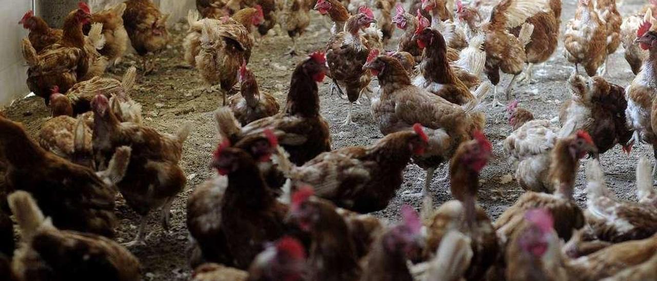 Una granja de gallinas ecológicas en Pedroso, Rodeiro. // Bernabé/Javier Lalín