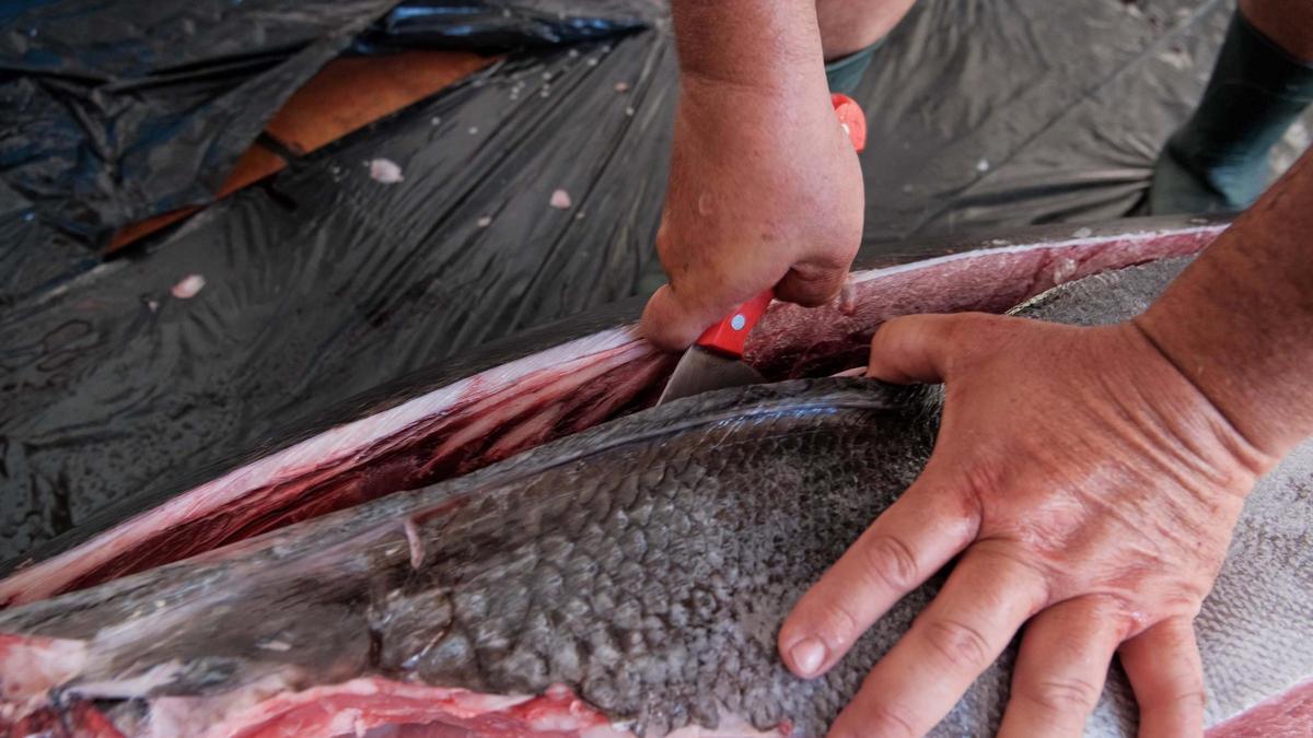 Toni March, pescador de Ibiza, captura un atún de 320 kilos
