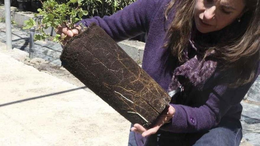 La técnico Berta Martín muestra una planta micorrizada y preparada en el vivero provincial de la Diputación.