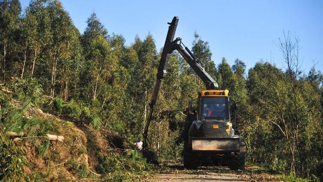Trabajos de tala y desbroce en el monte Xiabre. | IÑAKI ABELLA