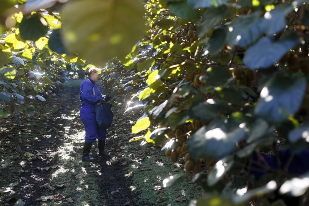 La recogida del kiwi en Pravia