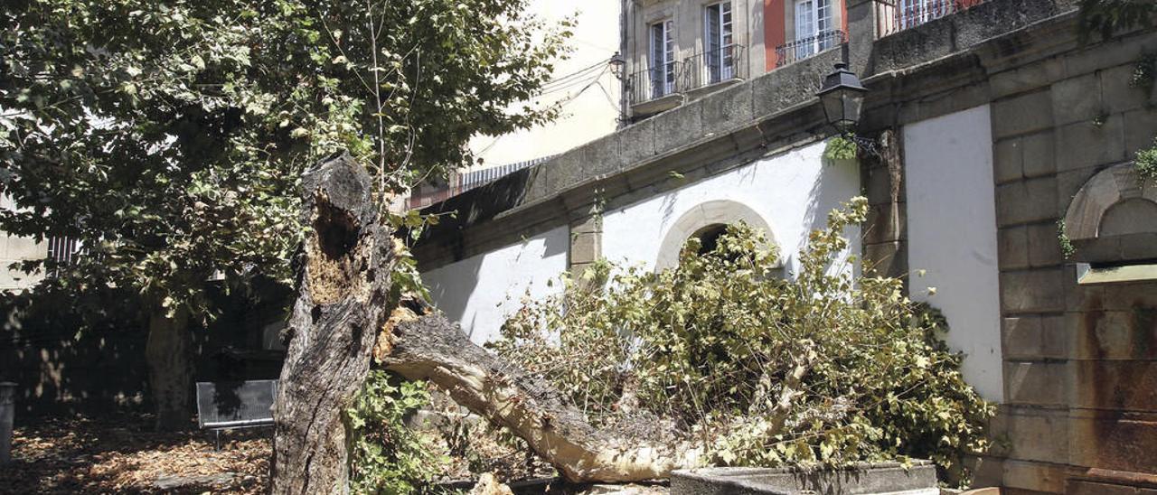 Árbol que cayó el 21 de agosto en Plaza San Marcial. // Iñaki Osorio