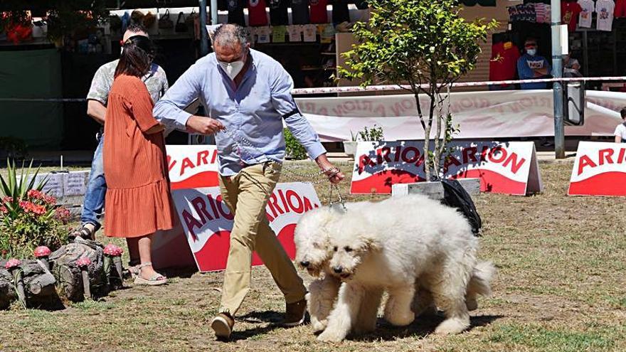 Perros durante la exhibición en A Toxa, el pasado año.