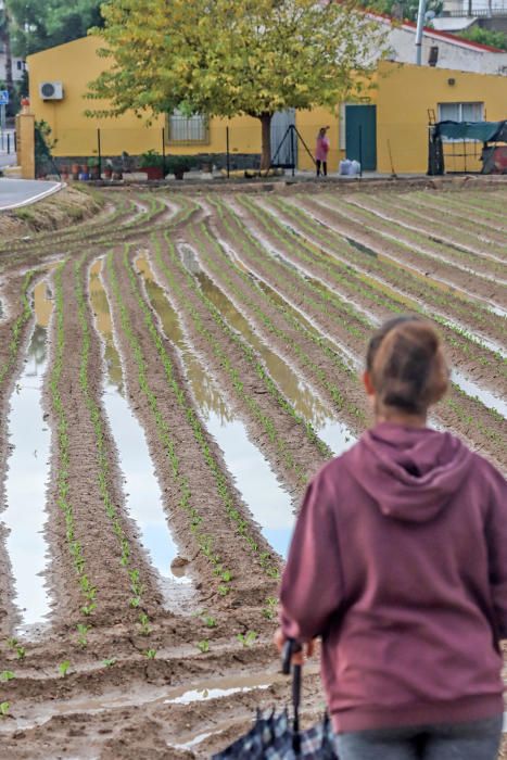 Las lluvias han dejado entre 15 y 30 litros por metro cuadrado en la Vega Baja