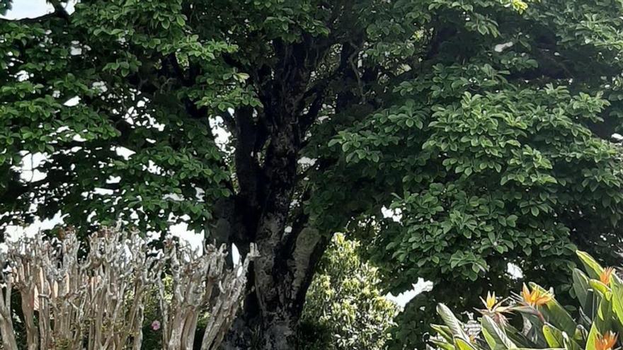 El magnolio de Tabagón, árbol singular de Galicia.