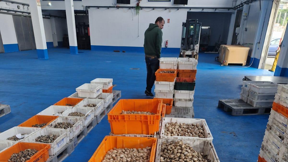 Primera subasta de la campaña marisquera, celebrada este lunes en la lonja de Muros