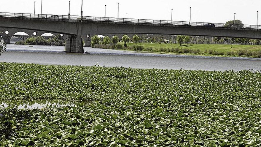 Más de 2.250 personas apoyan un plan de control del camalote