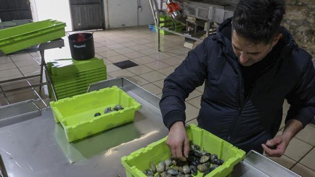 El local habilitado como centro de clasificación de bivalvos por la cofradía. |  Iñaki Abella