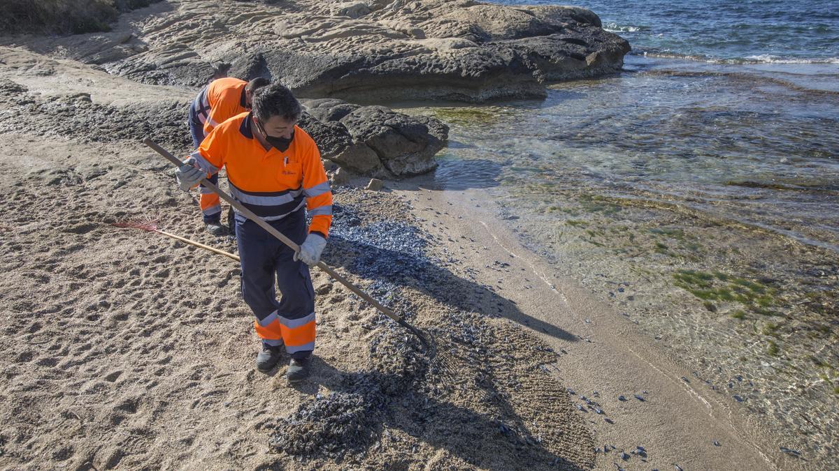 "Lágrimas del mar": así son las medusas velero que han llegado a Alicante