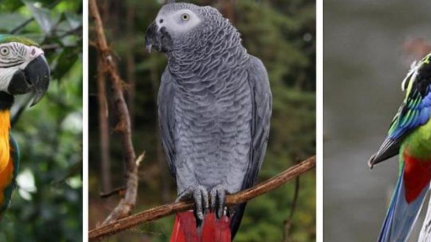 Dos investigados en Ourense por tenencia irregular de cuatro aves protegidas
