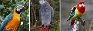 Dos investigados en Ourense por tenencia irregular de cuatro aves protegidas