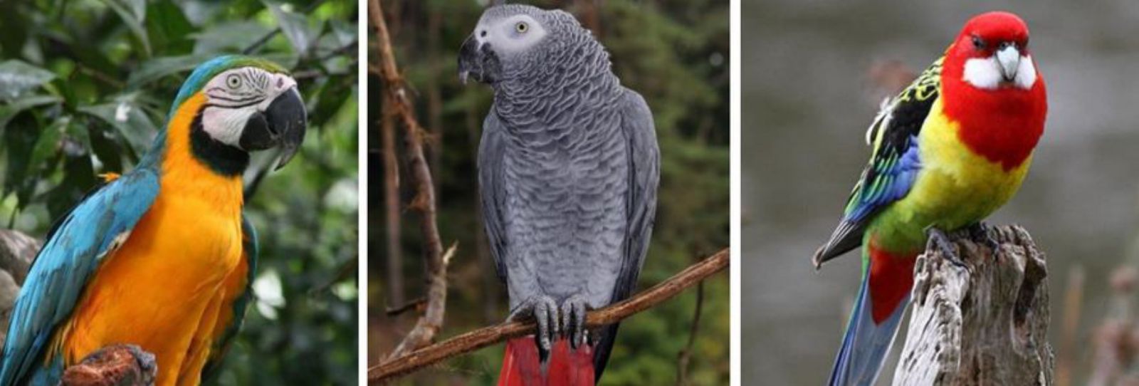Tenían un guamayo, dos yacos y un perico. | GC