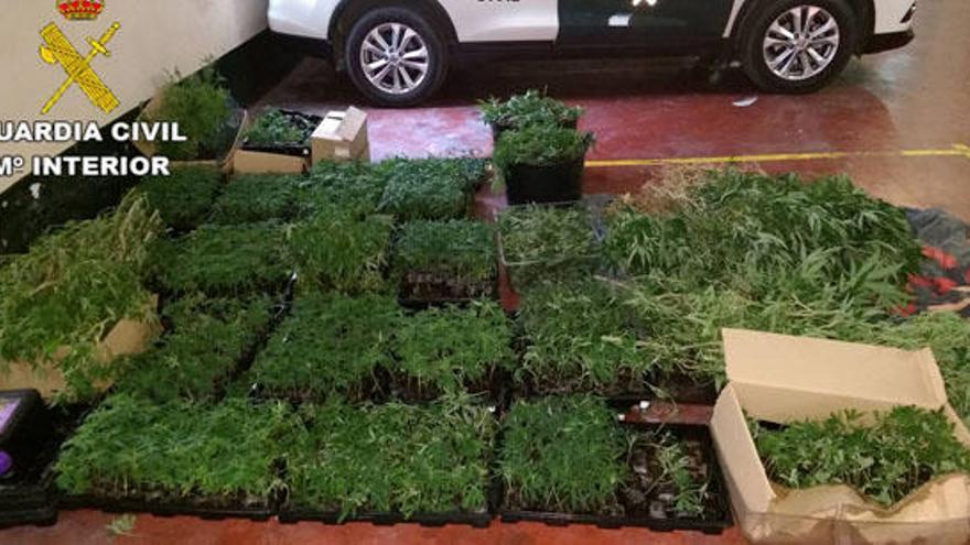 Una red dirigía desde un chalé de lujo de Altea cultivos de 6.000 plantas de marihuana