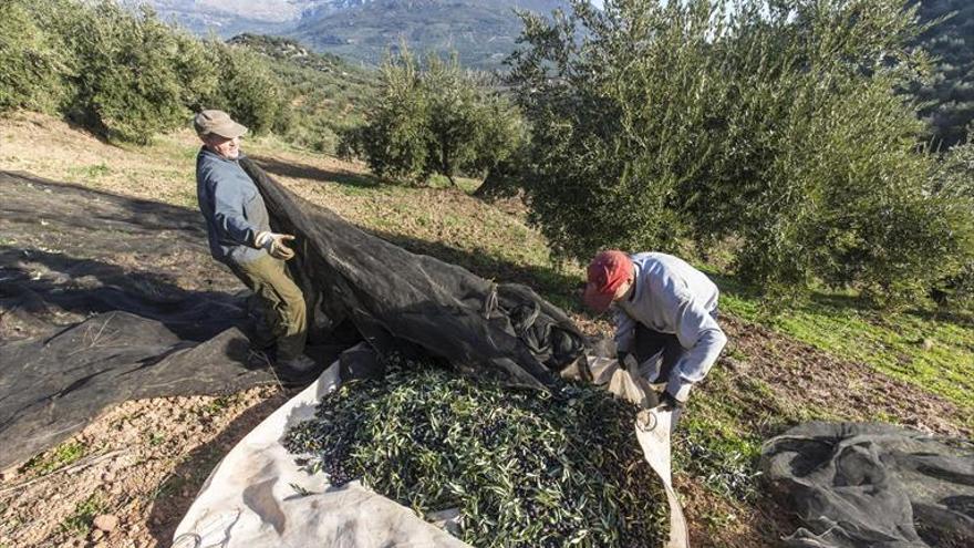 El final de las campañas agrícolas incrementa el desempleo en Córdoba